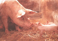 
A sow who is seen sitting near weaning time likely has a calcium imbalance which can be easily fixed.
